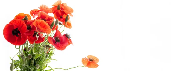 Bloemen Rode Papaver Met Knoppen Maïs Papaver Maïs Roos Veld — Stockfoto