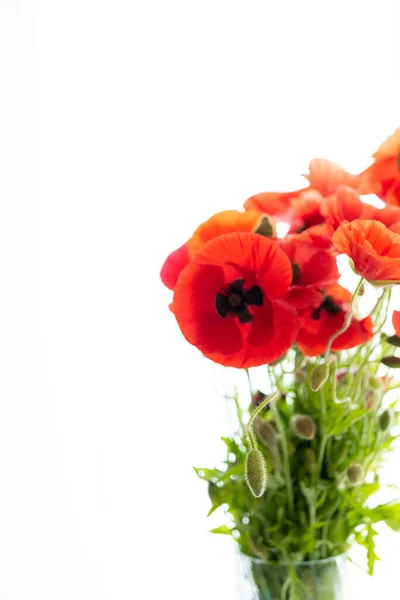 Flores Papoilas Vermelhas Com Botões Papoila Milho Rosa Milho Papoila — Fotografia de Stock