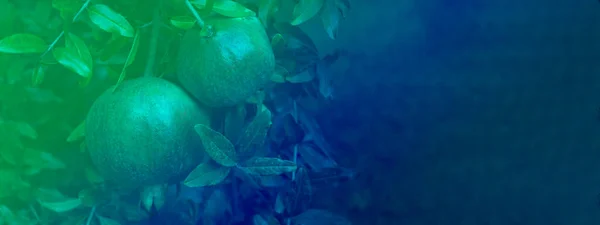 Ripe pomegranate fruit on green tree branch in a farm garden. Rosh Hashanan symbol. Banner creative toned in green blue colors. Selective focus