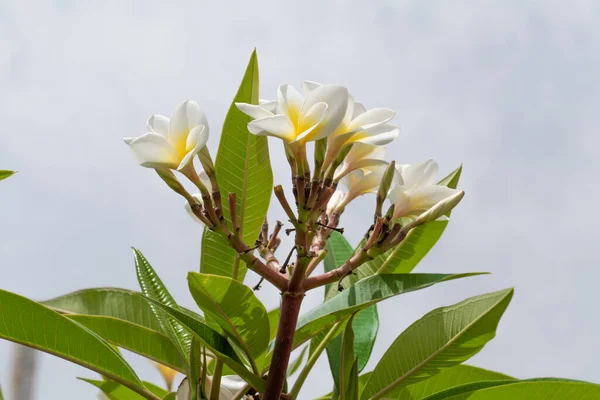 Biały Żółty Frangipani Tropikalny Kwiat Plumeria Piękny Kwiat Kwitnący Drzewie — Zdjęcie stockowe