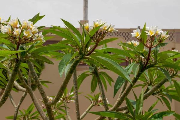 Biały Żółty Frangipani Tropikalny Kwiat Plumeria Piękny Kwiat Kwitnący Drzewie — Zdjęcie stockowe