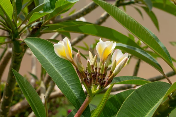 Biały Żółty Frangipani Tropikalny Kwiat Plumeria Piękny Kwiat Kwitnący Drzewie — Zdjęcie stockowe