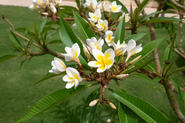 Biały Żółty Frangipani Tropikalny Kwiat Plumeria Piękny Kwiat Kwitnący Drzewie — Zdjęcie stockowe