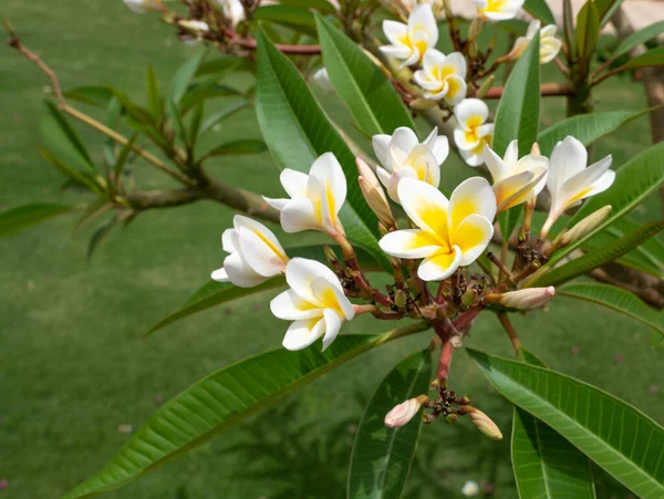 Biały Żółty Frangipani Tropikalny Kwiat Plumeria Piękny Kwiat Kwitnący Drzewie — Zdjęcie stockowe