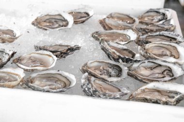 Taze açılmış protein zengini istiridye, deniz ürünleri restoranında ya da markette ezilmiş buz üzerinde. Seçici odaklanma. Mineralli sağlıklı gurme yemekleri. Doğal afrodizyaklar. Seçici odak