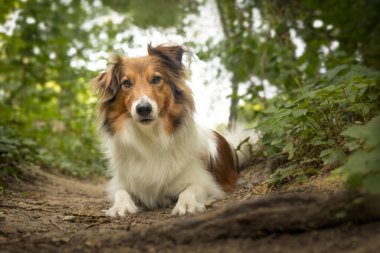 Sheltie 'nin köpeği ormanda bir kütüğün önünde uzanıp doğrudan kameraya bakıyordu.