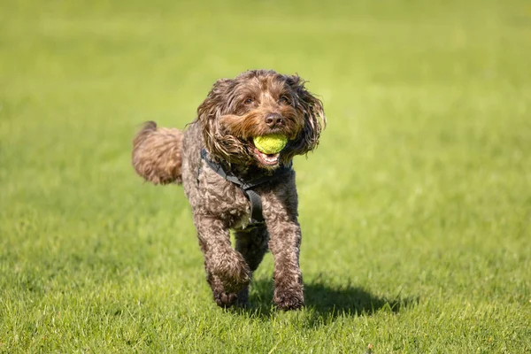 Brown Cockapoo Wearing Dog Collar Harness Running Grass Tennis Ball — Fotografia de Stock