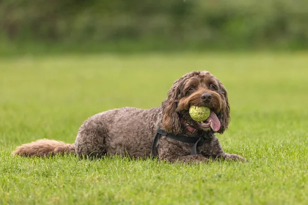 Brown Cockapoo Tennis Ball Mouth Tongue Sticking Looking Camera While — Stockfoto