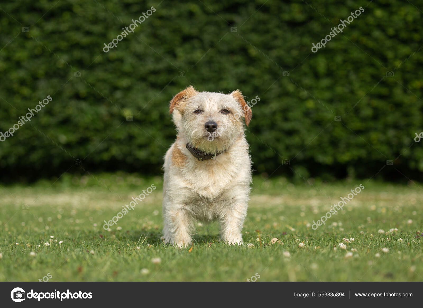 Norjack terrier cheap
