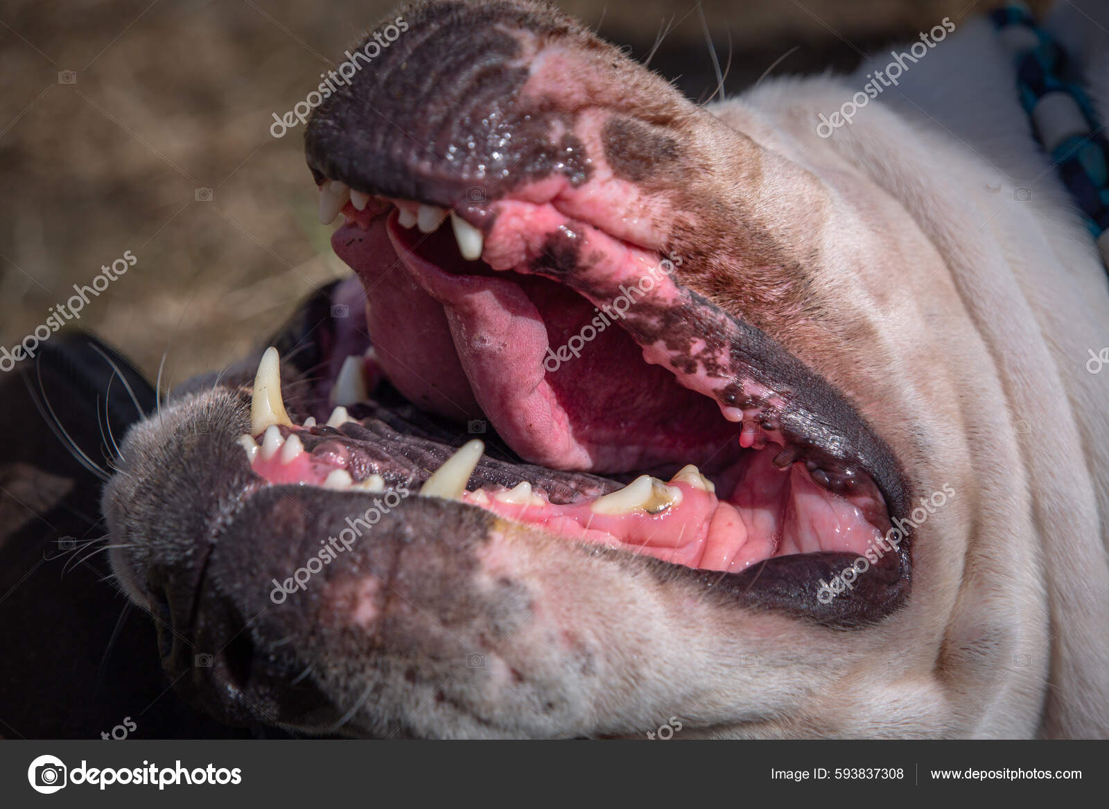 English Bulldog Closeup Mouth Teeth Gums Stock Photo by ©Chedko 593837308
