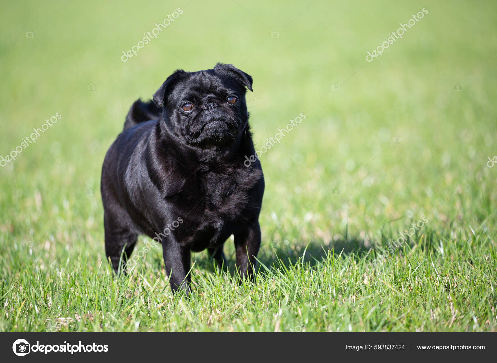 Tiny black pug top