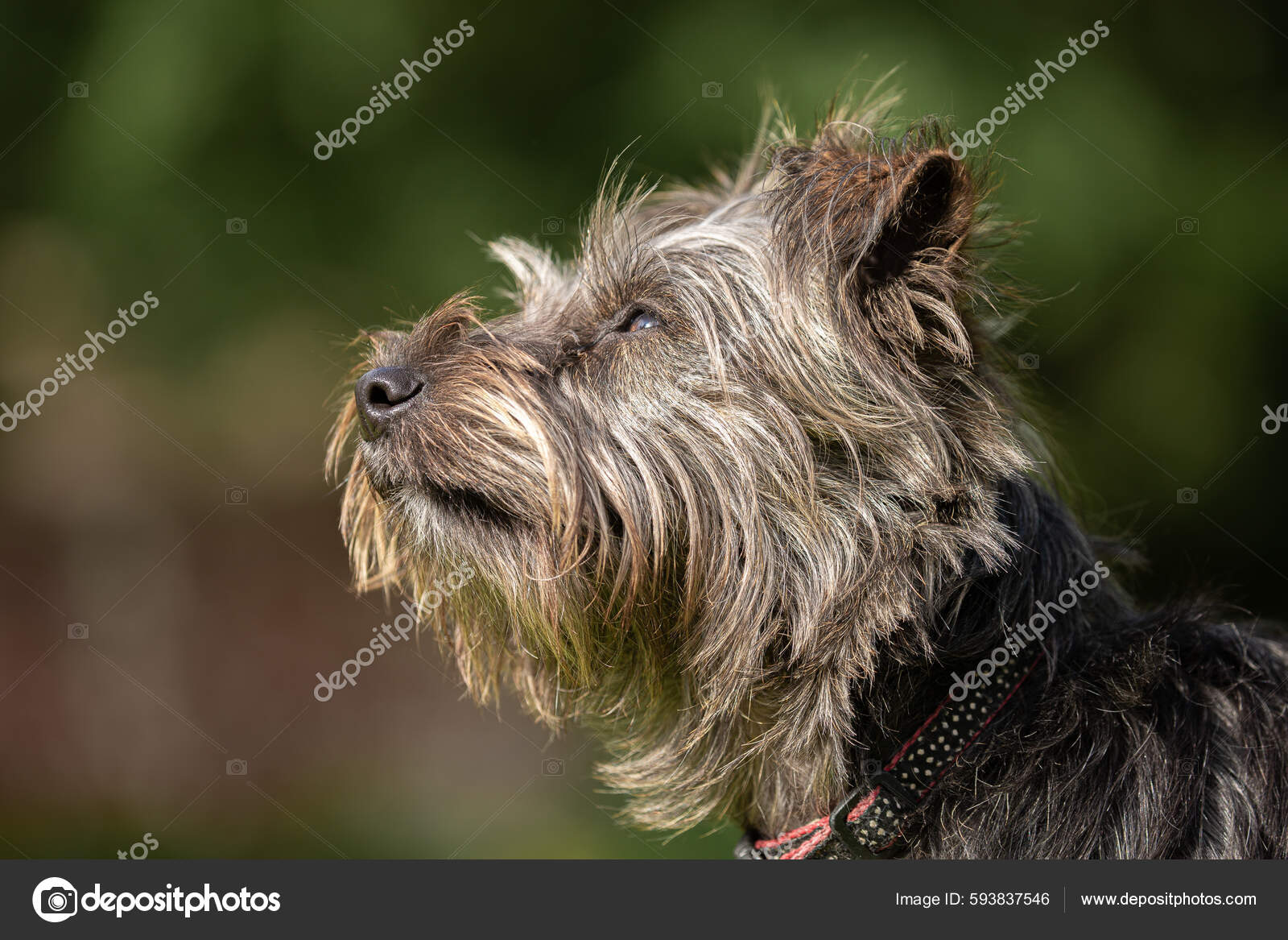Small Grey Dog Looking Thinking Yorkie Russell Cross Breed