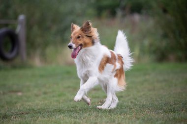 Şirin Sheltie köpeği çimenlerde oynuyor.