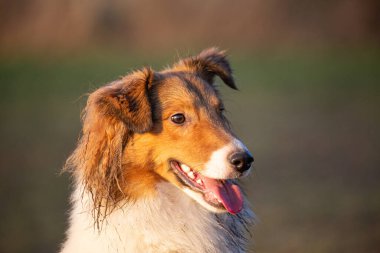  Güzel Sheltie köpeği güzel bir öğleden sonra ışığında