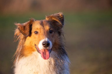 Güzel Sheltie köpeği yağmurda oynadıktan sonra kameraya bakıyor.