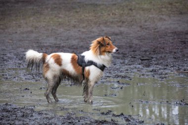Çamurda duran kahverengi ve beyaz köpekli su birikintisi