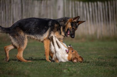 Alman Shepard ve Sheltie köpekleri çimenlerde oynuyor ve eğleniyorlar.