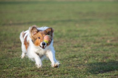 Sheltie köpek parkındaki çimlerde koşmaya odaklandı. Tenis topu bir gözünü kapatıyor. Köpekler eğleniyor.