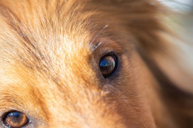 Güzel gözlü Sheltie köpeği.