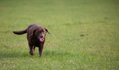 Kahverengi labrador çimlerde eğleniyor