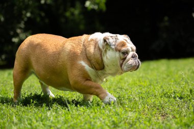 Altın kolyeli Bulldog çimenlerde sinsice yürüyor.