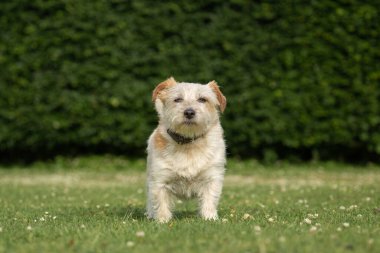 Cute white dog looking funny at camera standing on the grass. norfolk jack russell cross known as Norjack and Yorkshire terrier Jack russel cross or Yorkie Russell