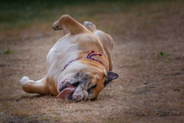 Funny bulldog rolling on the ground with tongue out appears to be laughing