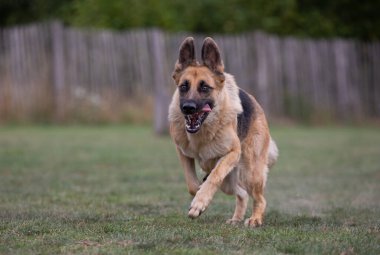 German Shepard running while tongue sticking out