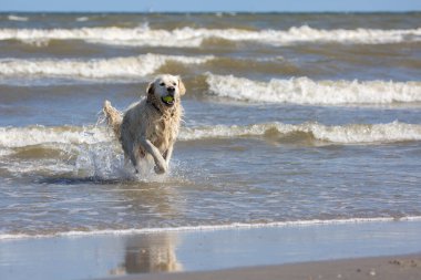 Golden retriever running at the beach and coming out of the water with a tennis ball in his mouth