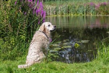 Golden retriever sitting by the water in summer