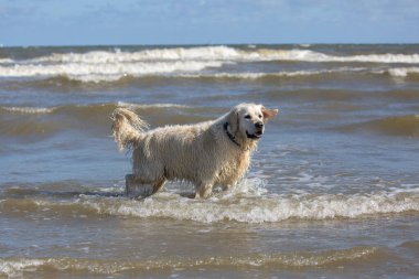 Golden retriever standing in the sea at Hoek of Holland