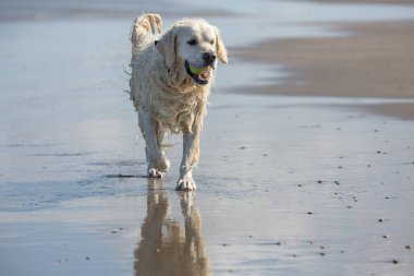 Golden retriever walking on the beach with a tennis ball in his mouth