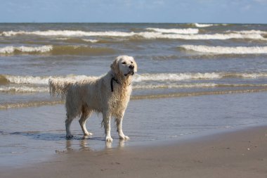 Golden retriever with a dog collar standing on the beach
