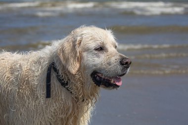 Golden retriever with dog collar looking 
