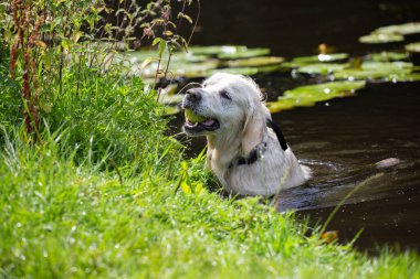 Golden retriever with tennis ball in mouth coming out of the water on grass