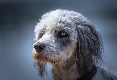 Head shot of Poodle with bright eyes