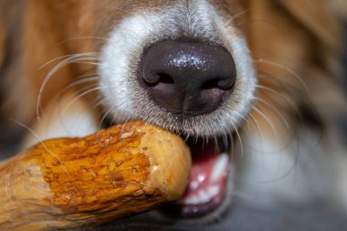 Nose and snout closeup shot of Sheltie dog chewing on stick