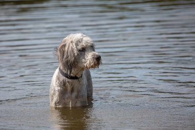 Kaniş suyun içinde duruyor ve başı yana yatıyor.