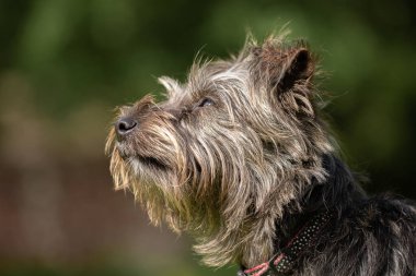 Small grey dog looking up as he is thinking.Yorkie Russell is a cross breed of Yorkshire Terrier with a Jack Russell