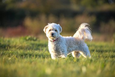 Küçük beyaz kaniş köpeği kameraya bakıyor.