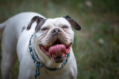 Beyaz bulldog kameraya bakarken ağzı ve dili açık duruyor.