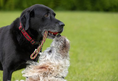 Beyaz labrador ağzında kırmızı oyuncakla siyah Labrador 'a bakıyor. Köpekler köpek parkında eğleniyor.