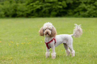Kırmızı kayışlı şirin açık kahverengi kaniş kameraya bakarken çimlerin üzerinde duruyor ve poz veriyor.