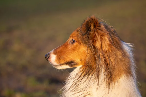 side view of beautiful sheltie dog after rain in lovely golden sunlight