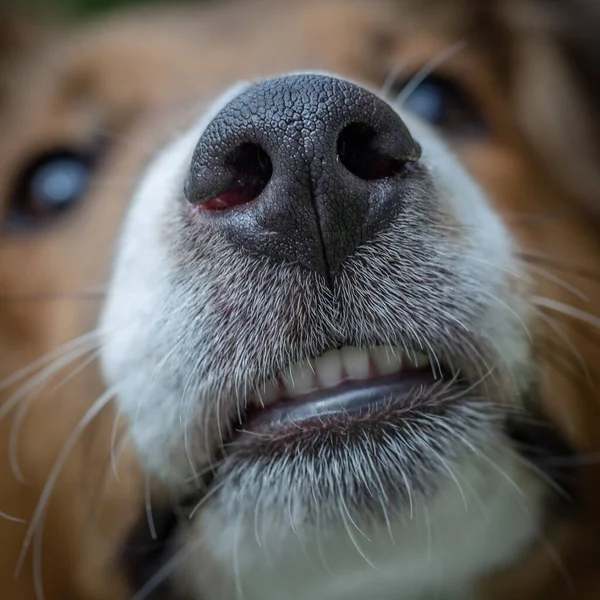 歯と鼻の閉鎖の若いシェルティー犬の子犬 — ストック写真