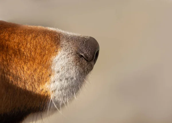 close up of a brown dogs nose and snout