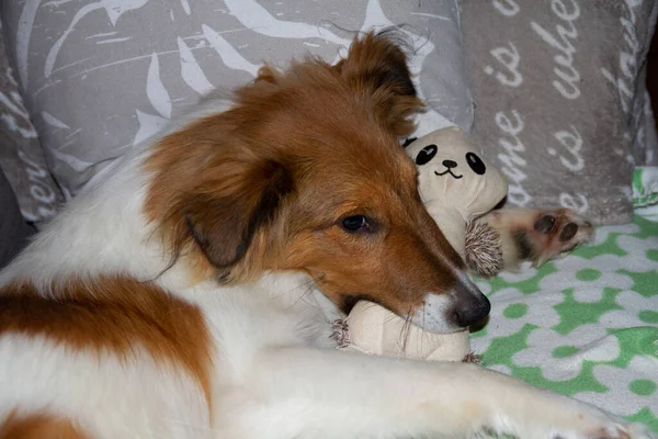 Cute young sheltie puppy biting on dog toy