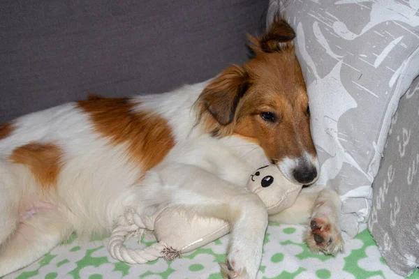 Cute sheltie puppy biting on dog toy