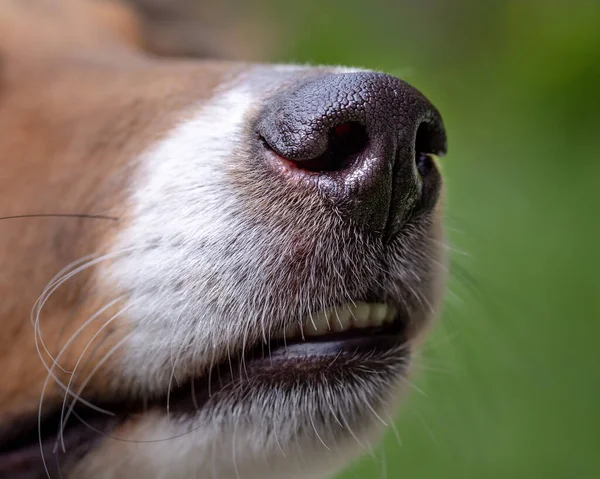 口の鼻と歯のシェルティー犬の閉鎖と緑の背景 — ストック写真