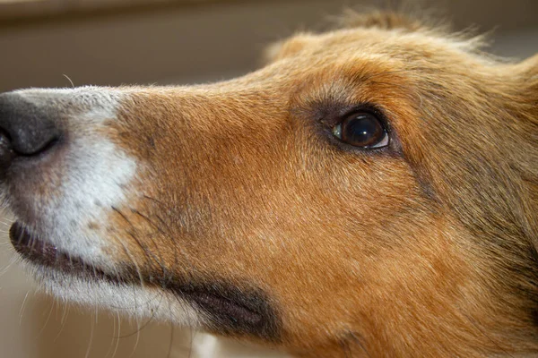 棚の犬の頭と鼻を検索します — ストック写真